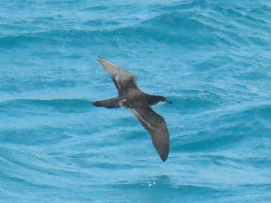 Galapagos Shearwater - ML622580146