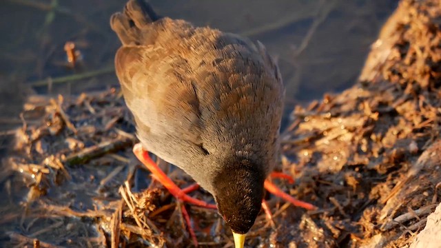 Black Crake - ML622580156