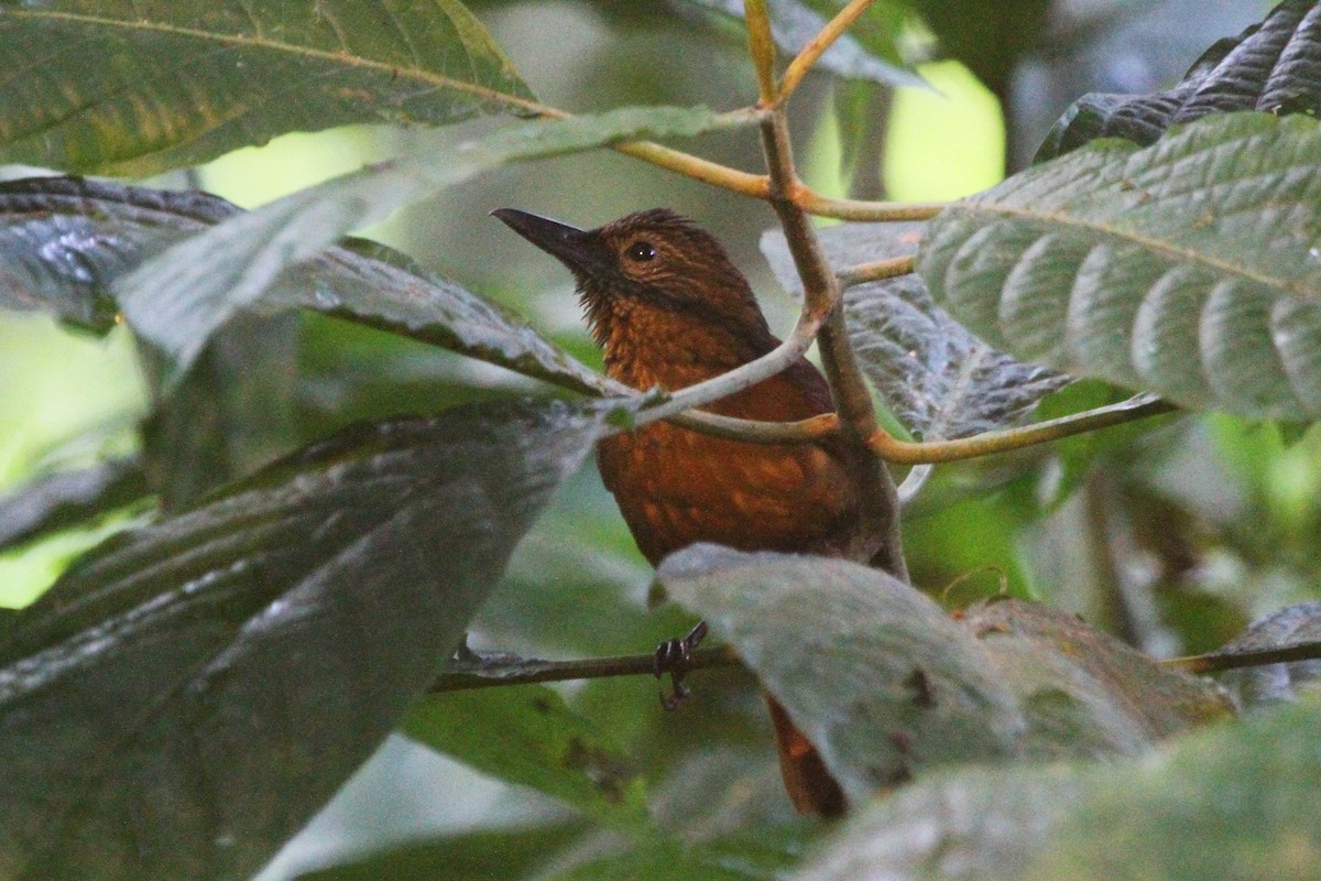 Streak-capped Treehunter - ML622580163