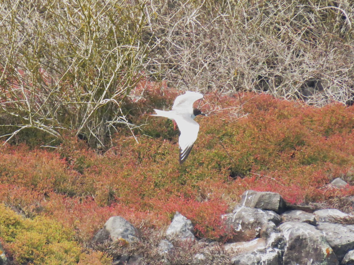 Swallow-tailed Gull - ML622580178