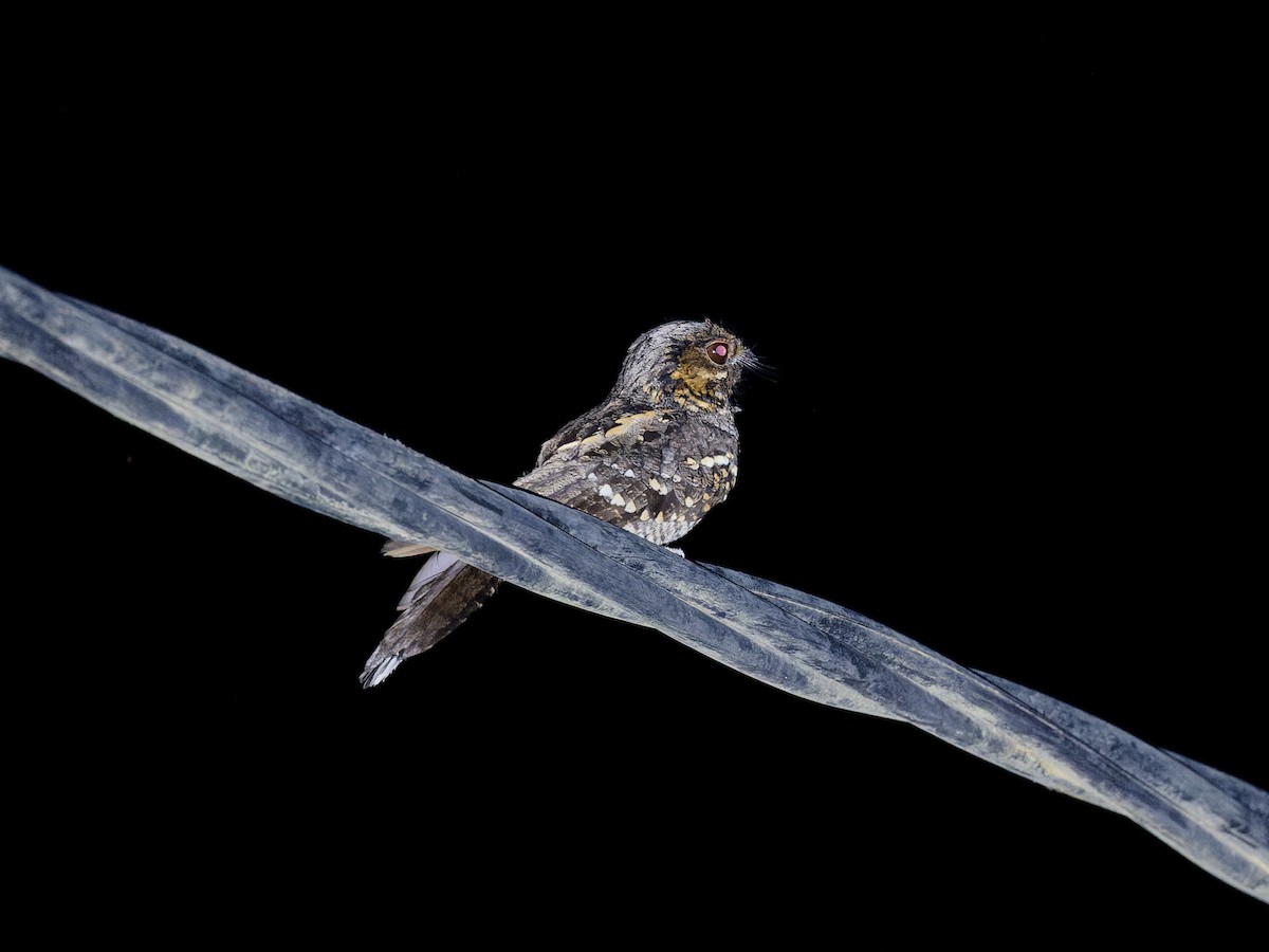 Mees's Nightjar - ML622580186