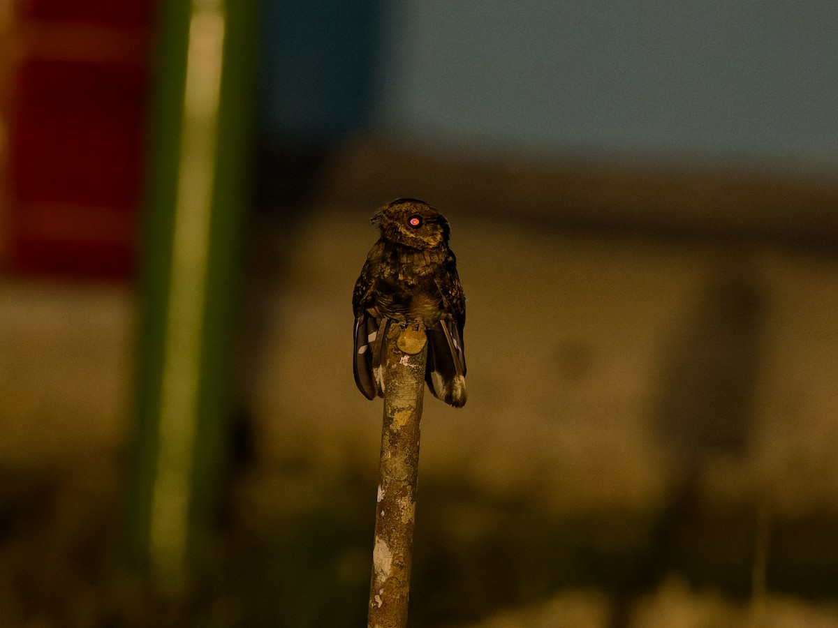 Mees's Nightjar - ML622580187