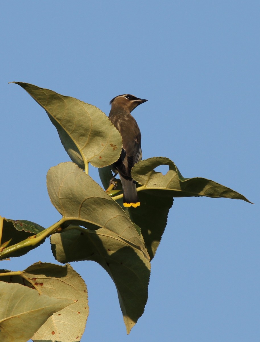 Cedar Waxwing - ML622580211