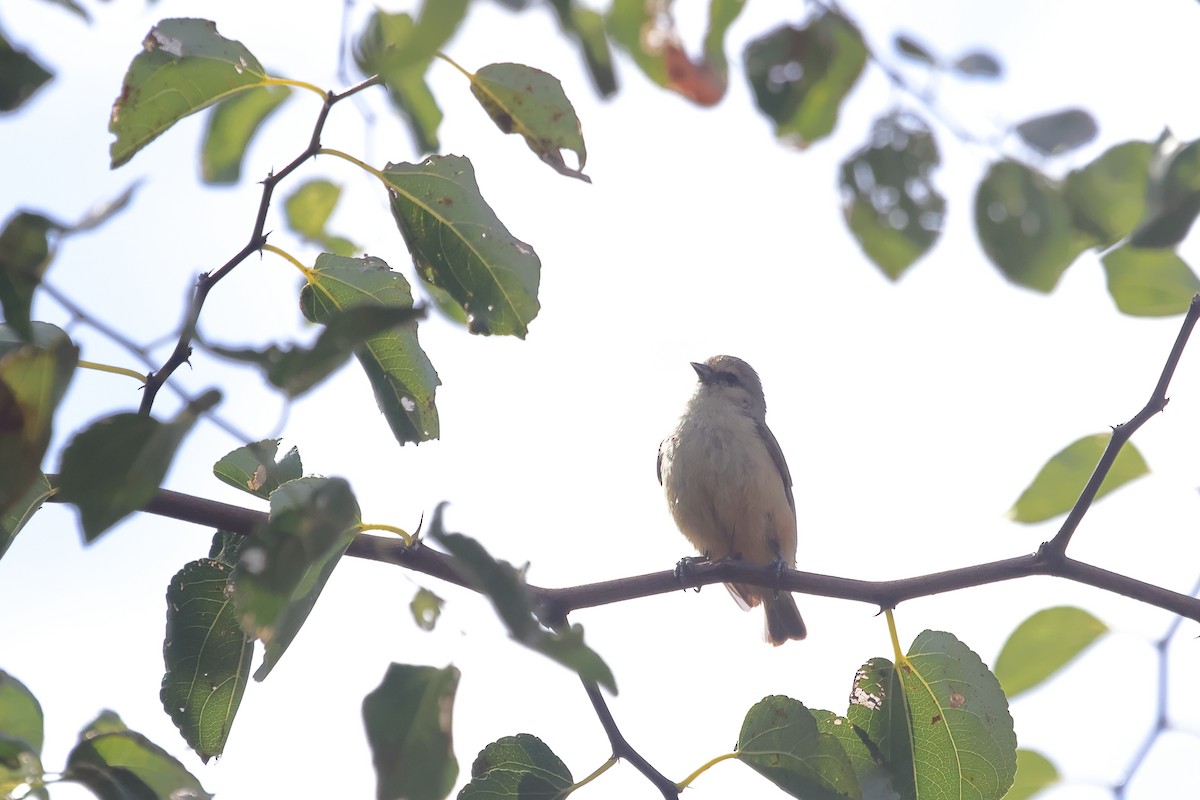 African Penduline-Tit - ML622580212