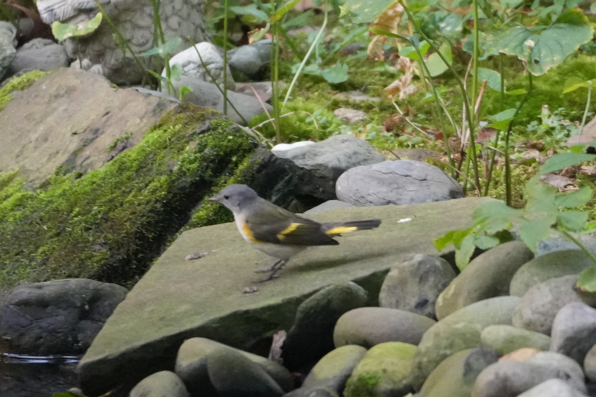 American Redstart - ML622580233