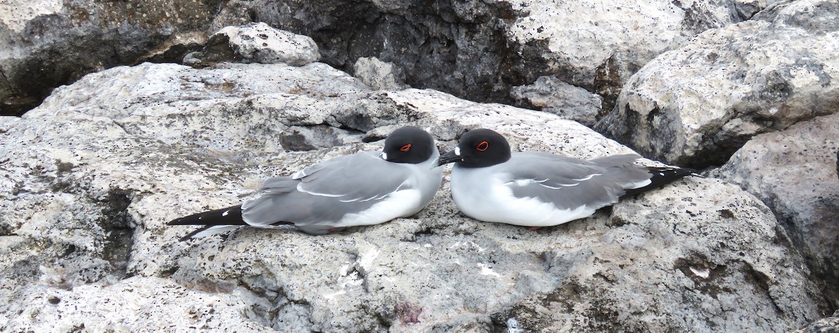 Swallow-tailed Gull - ML622580274