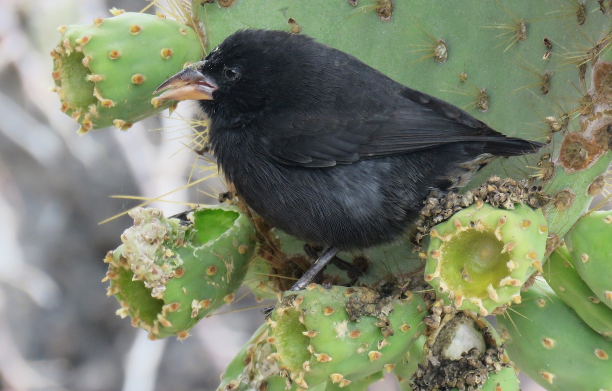 Common Cactus-Finch - Michel Turcot