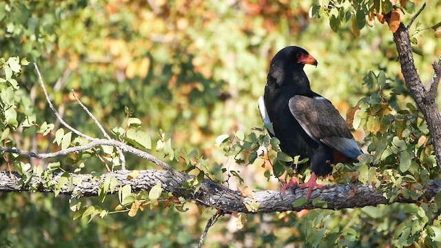 Bateleur - ML622580296