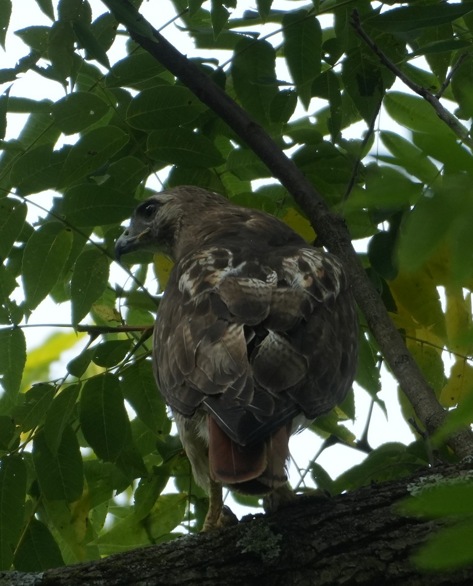 Red-tailed Hawk - ML622580330