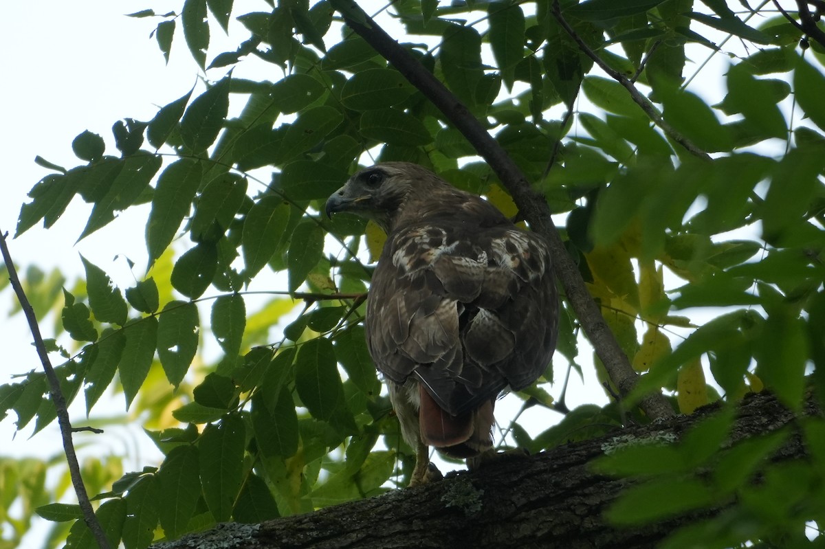 Red-tailed Hawk - ML622580331