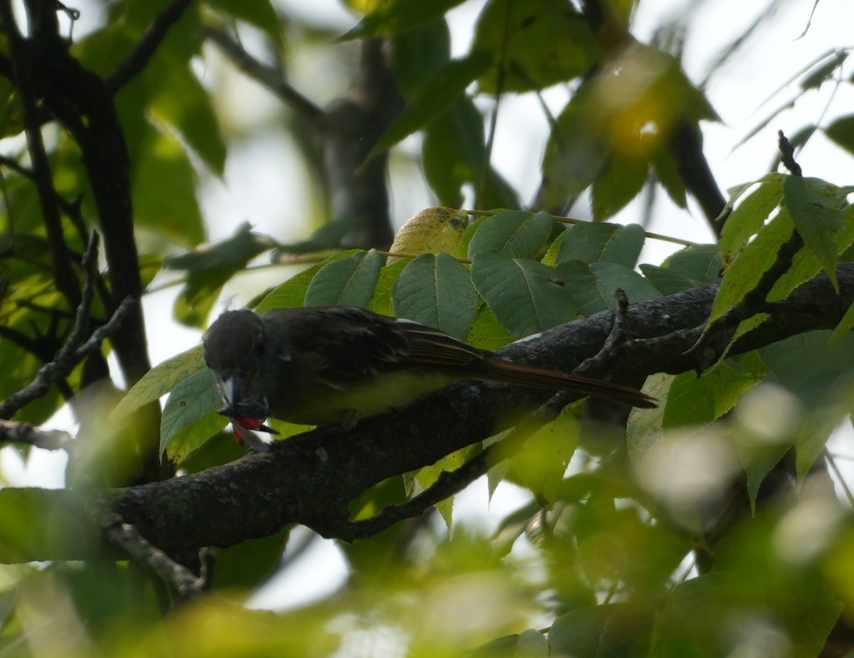 Great Crested Flycatcher - ML622580370