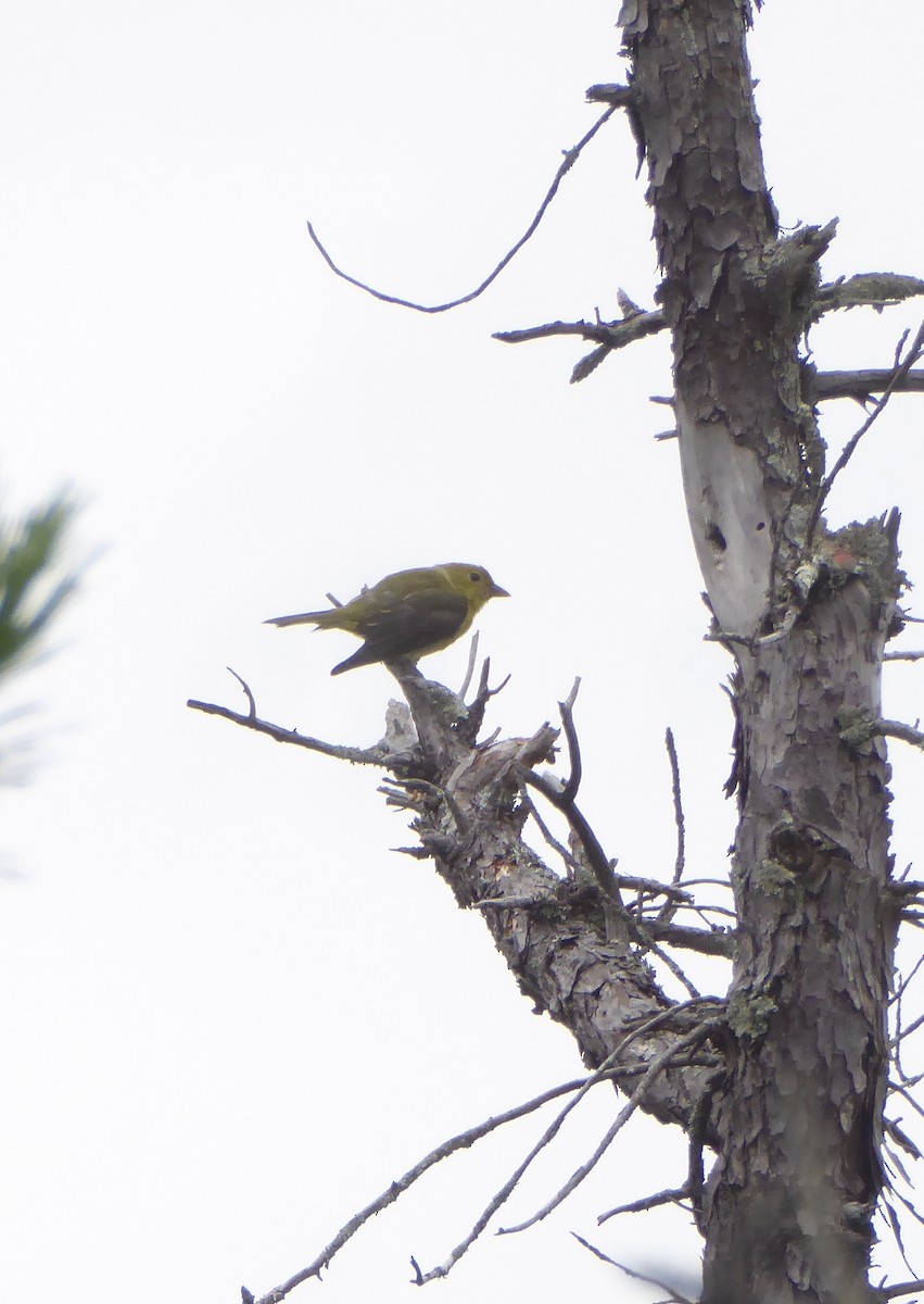 Scarlet Tanager - ML622580414
