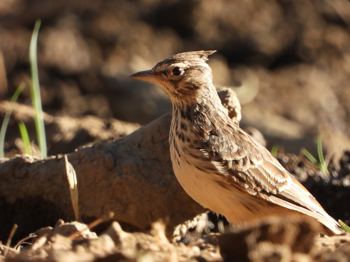 Cochevis huppé - ML622580484