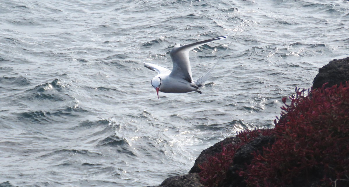 Red-billed Tropicbird - ML622580491