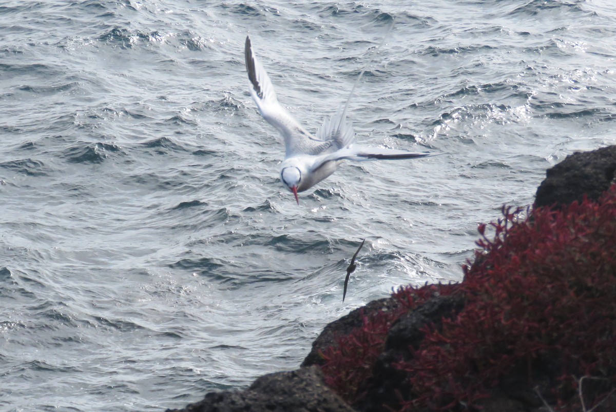 Red-billed Tropicbird - ML622580492