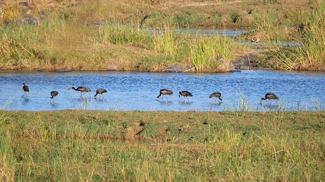 African Openbill - ML622580525