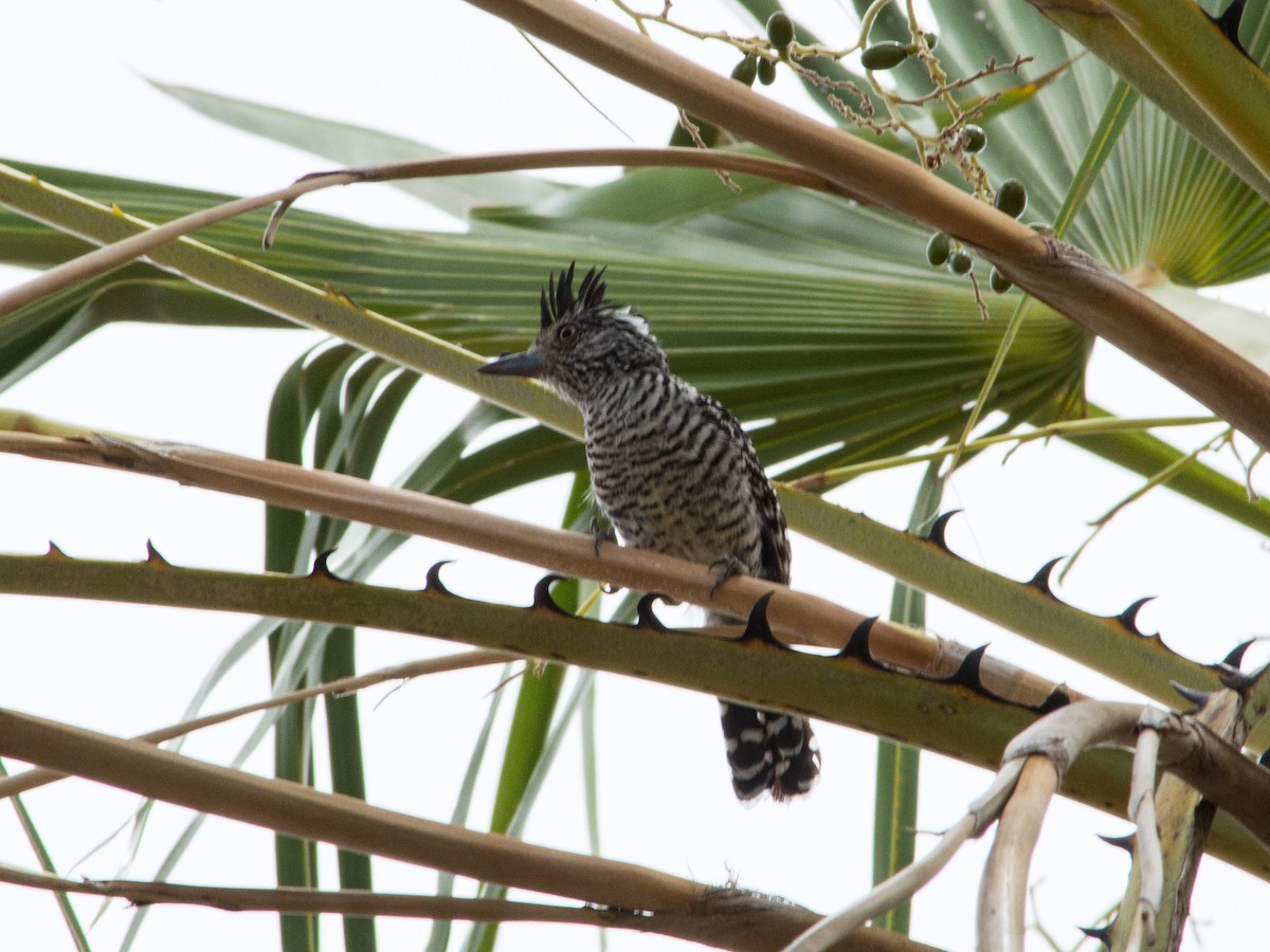 Barred Antshrike (Barred) - ML622580551