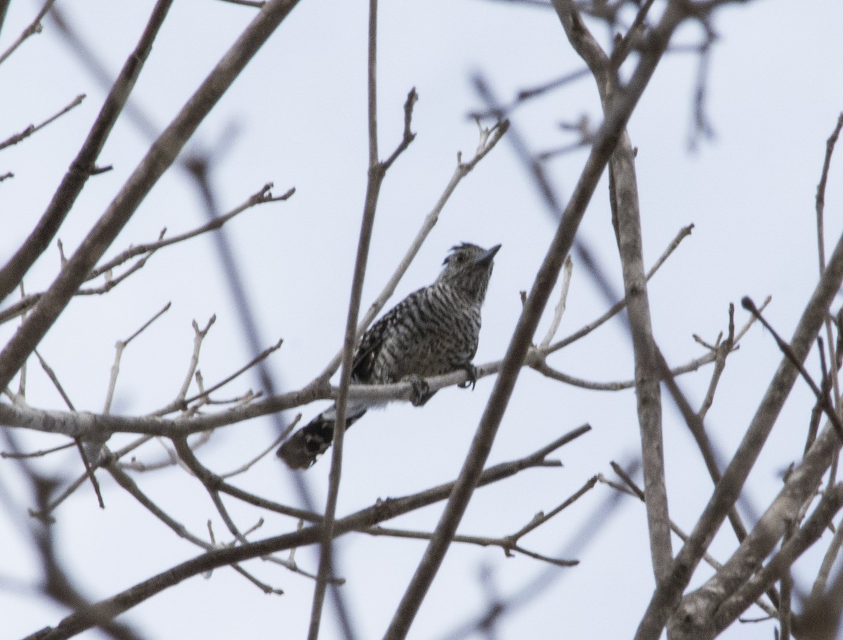 Barred Antshrike (Barred) - ML622580552