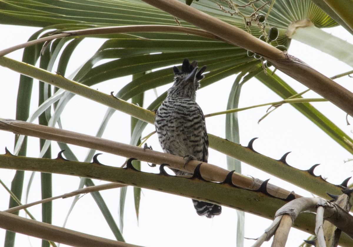 Barred Antshrike (Barred) - ML622580553