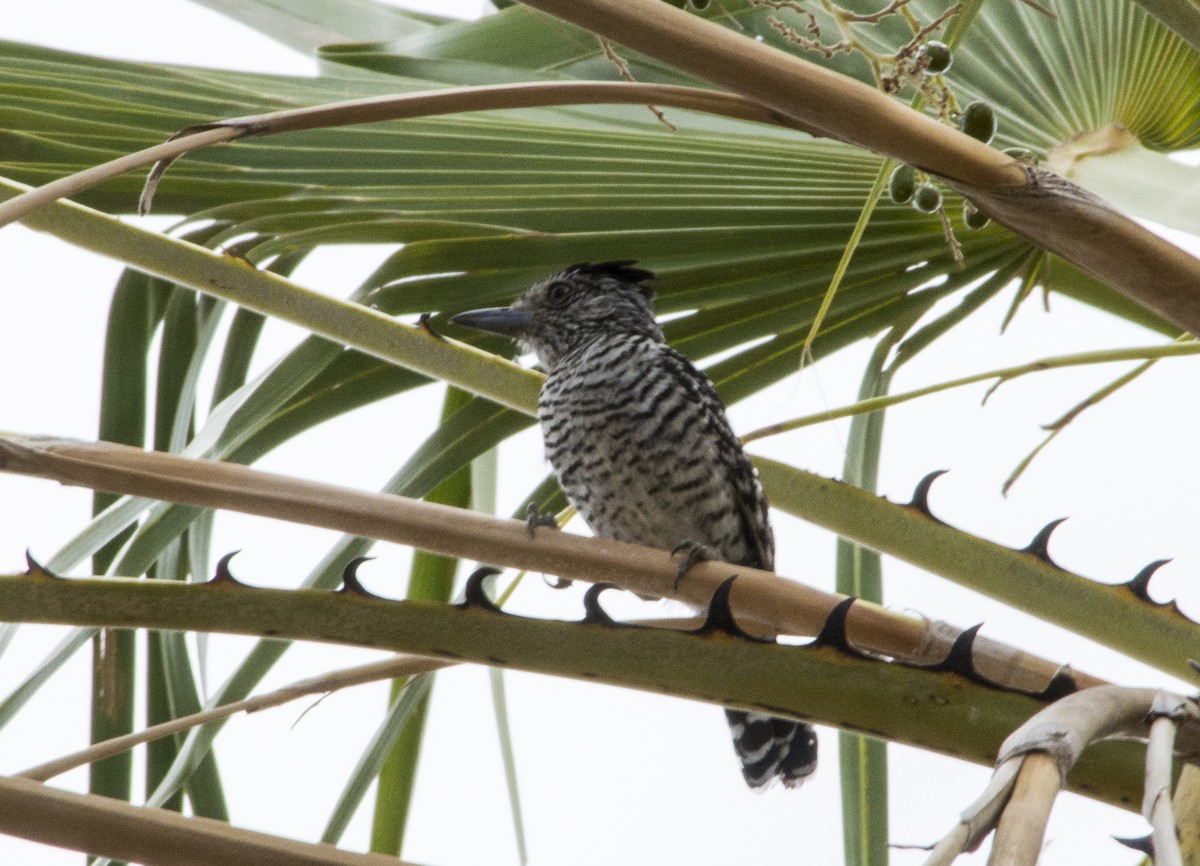 Barred Antshrike (Barred) - ML622580554