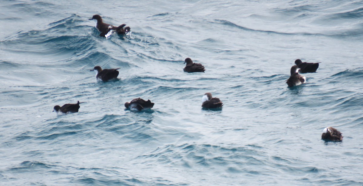 Galapagos Shearwater - ML622580609