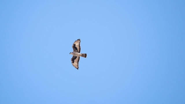 African Hawk-Eagle - ML622580617