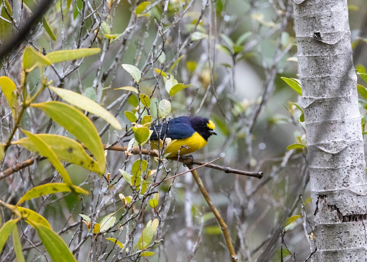 Purple-throated Euphonia - ML622580788