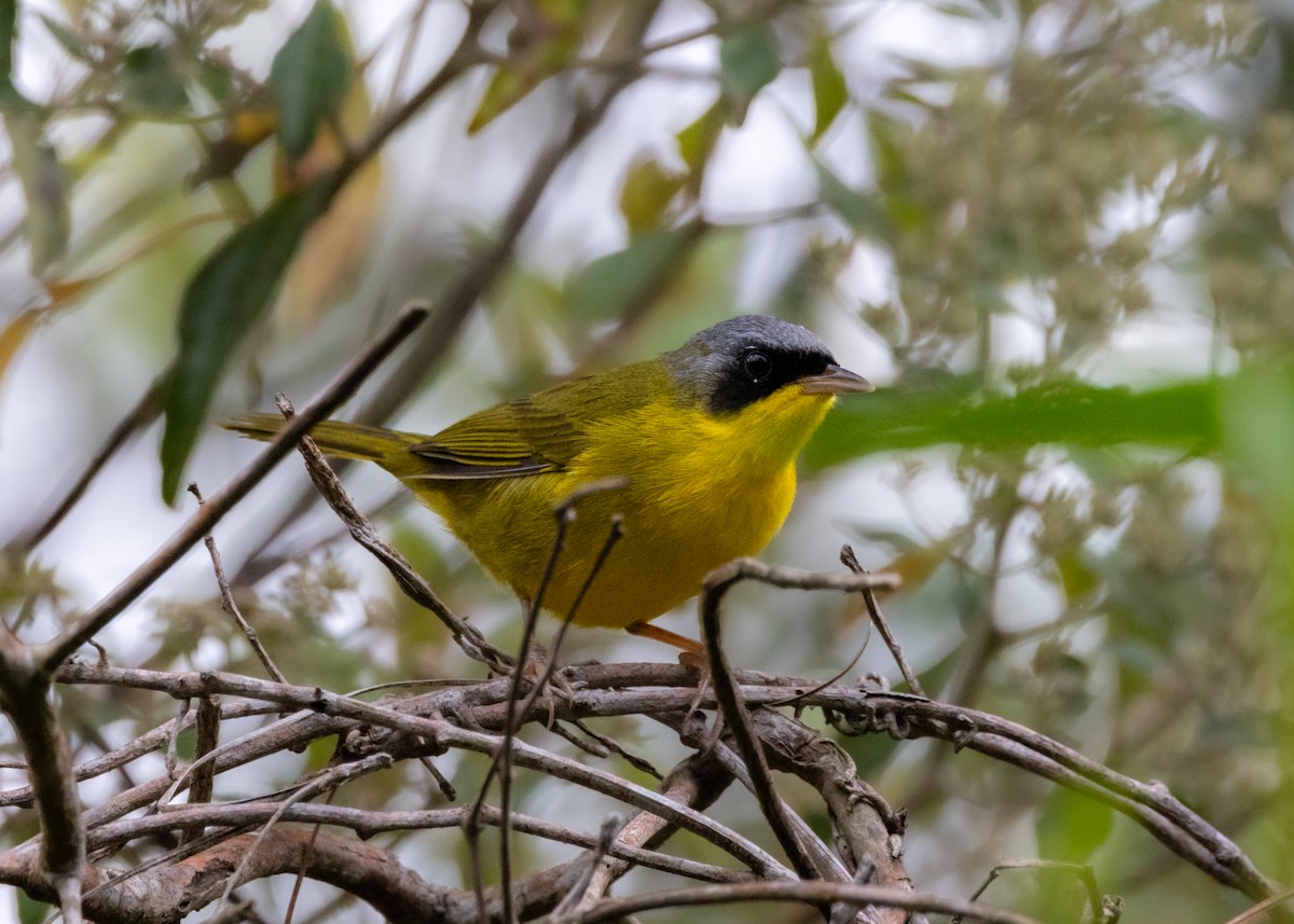 Southern Yellowthroat - ML622580796