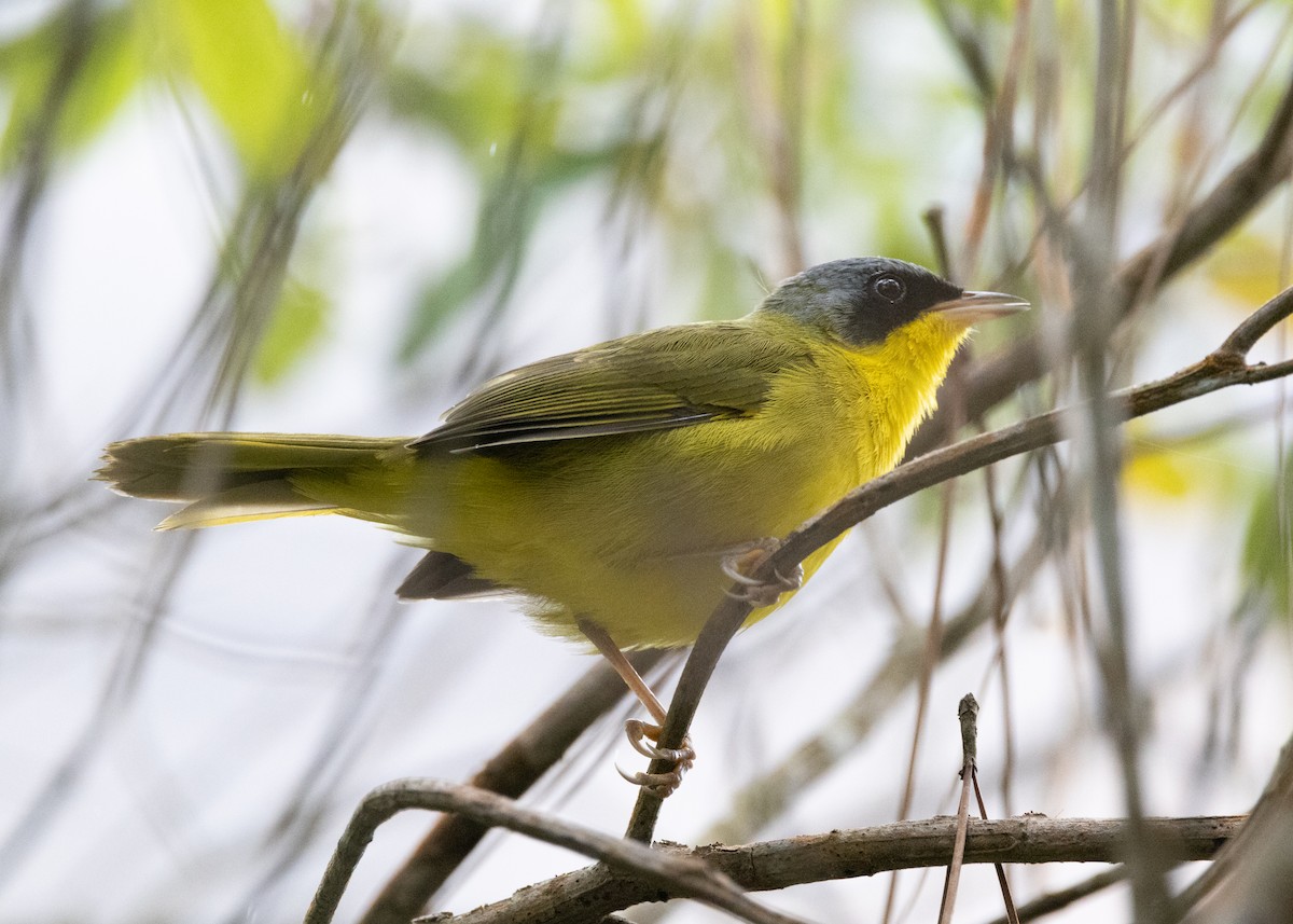 Southern Yellowthroat - ML622580797