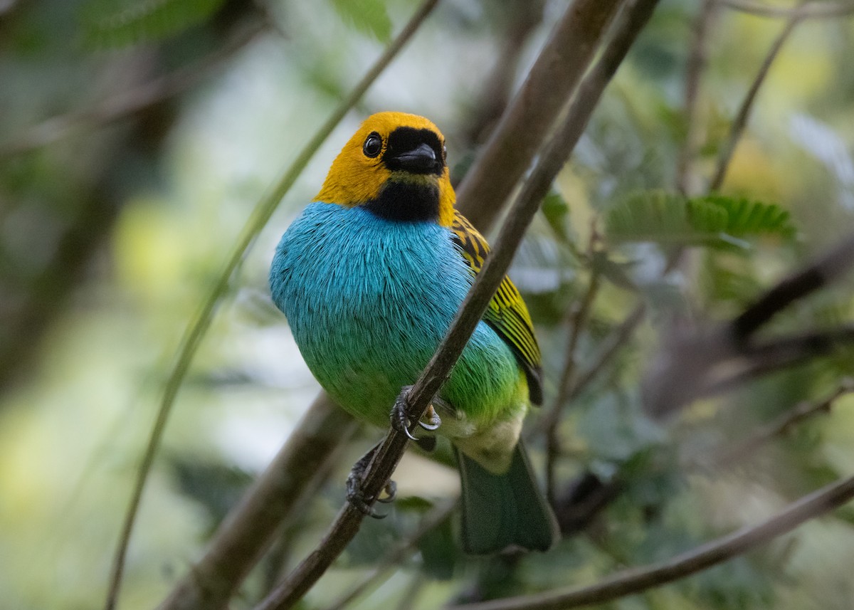 Gilt-edged Tanager - ML622580803