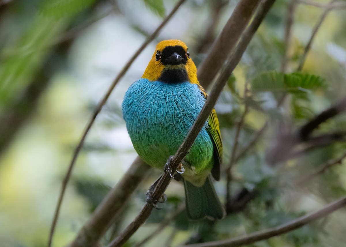 Gilt-edged Tanager - ML622580804