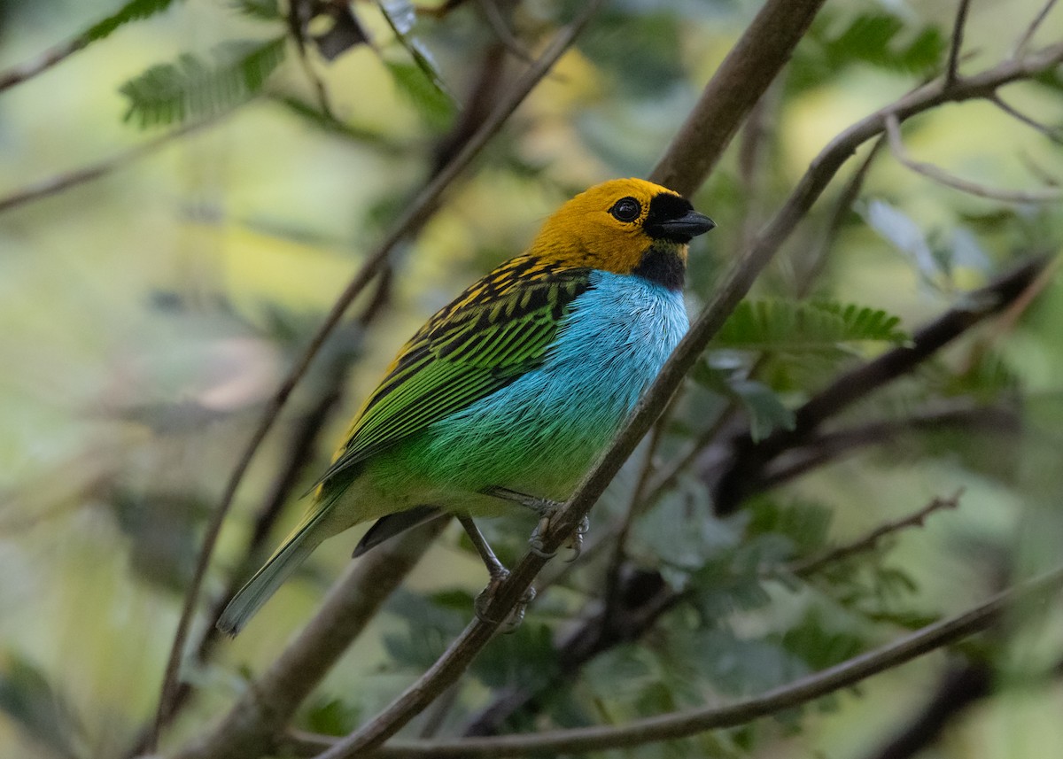 Gilt-edged Tanager - ML622580806