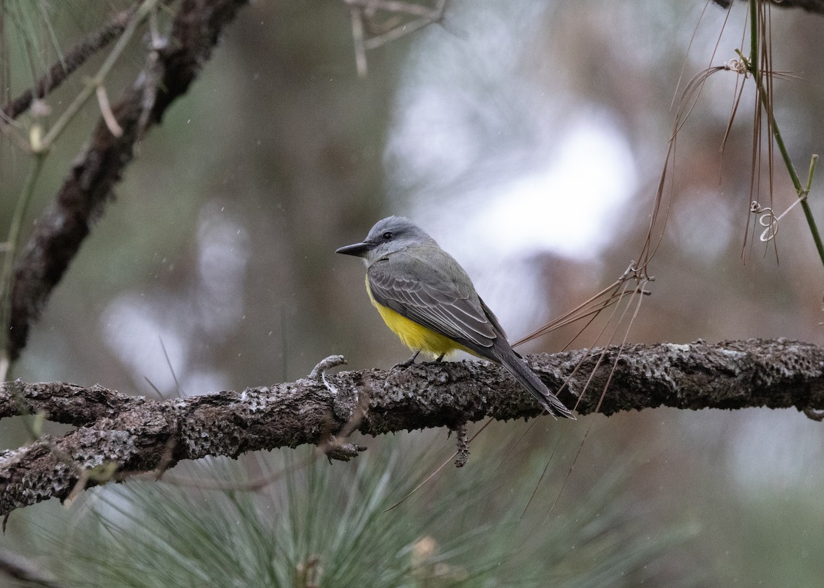 Tropical Kingbird - Silvia Faustino Linhares