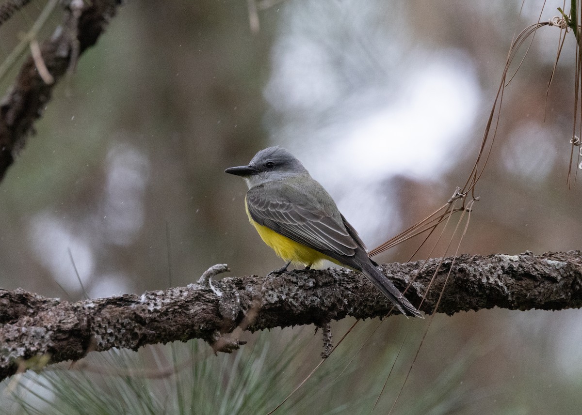 Tropical Kingbird - ML622580815