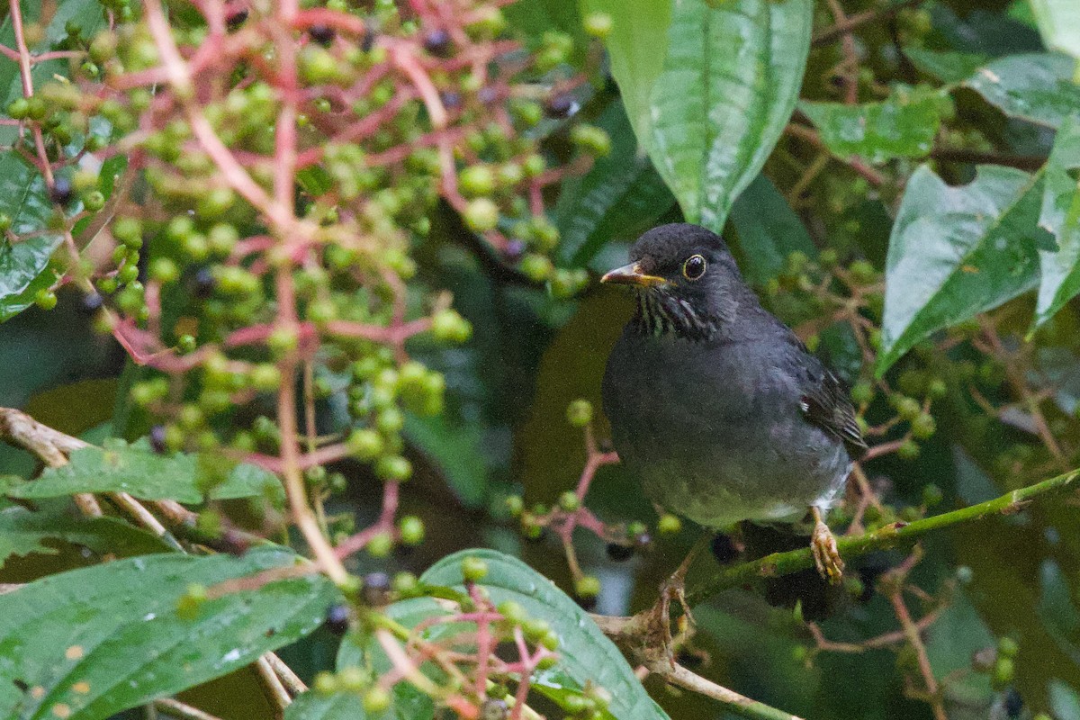 Andean Slaty Thrush - ML622580823