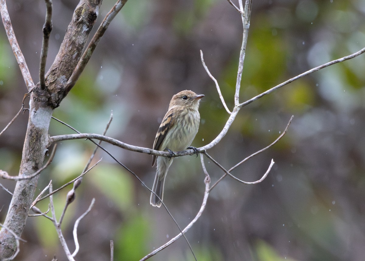 Bran-colored Flycatcher - ML622580833