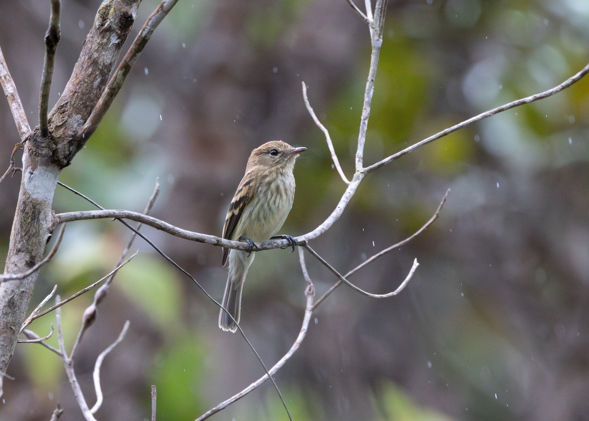 Bran-colored Flycatcher - ML622580834