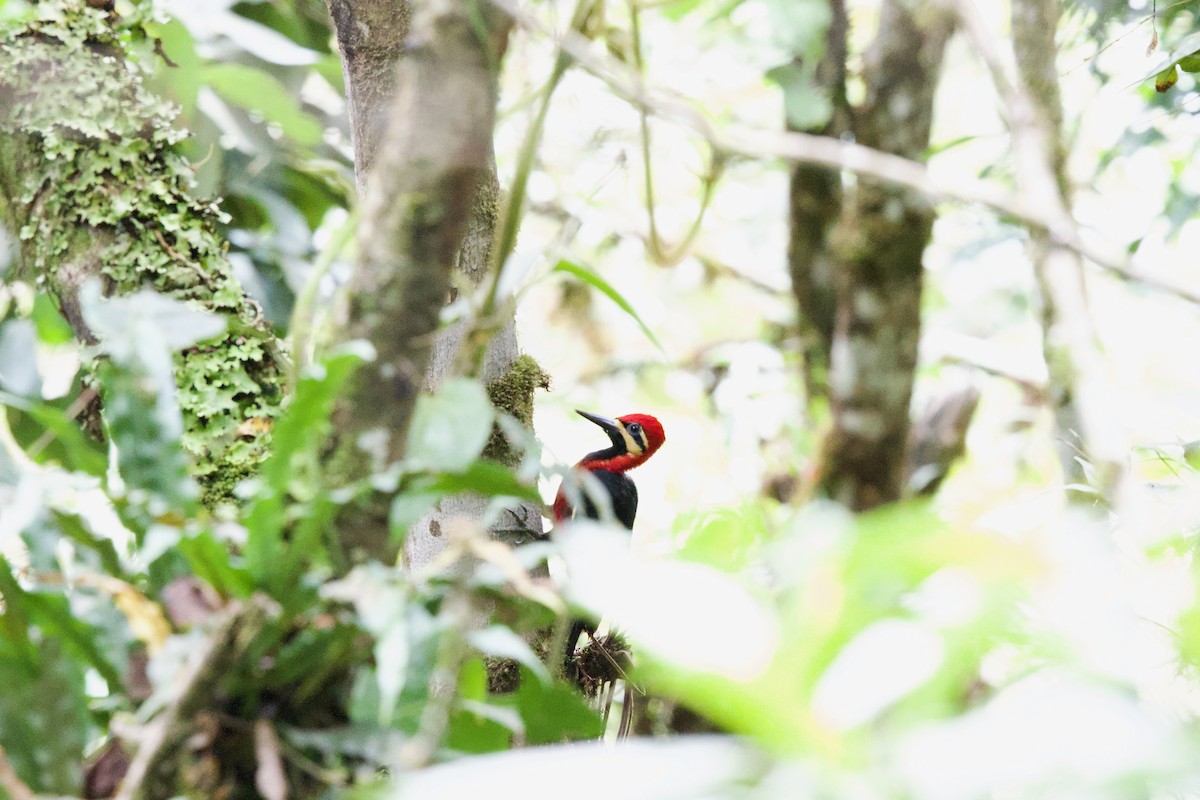 Crimson-bellied Woodpecker - ML622580909