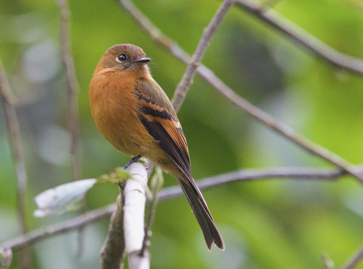 Cinnamon Flycatcher - Don Lima