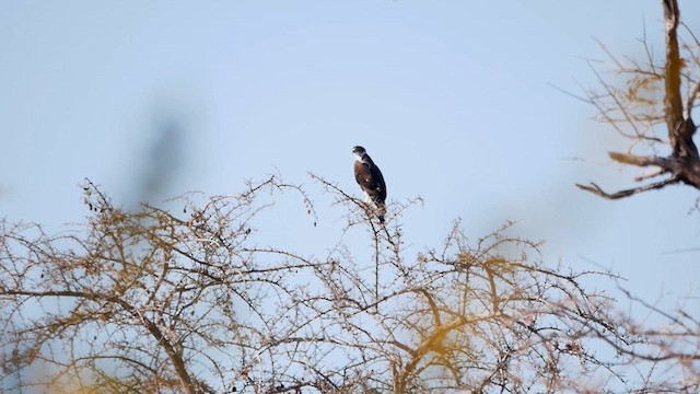 African Hawk-Eagle - ML622580918