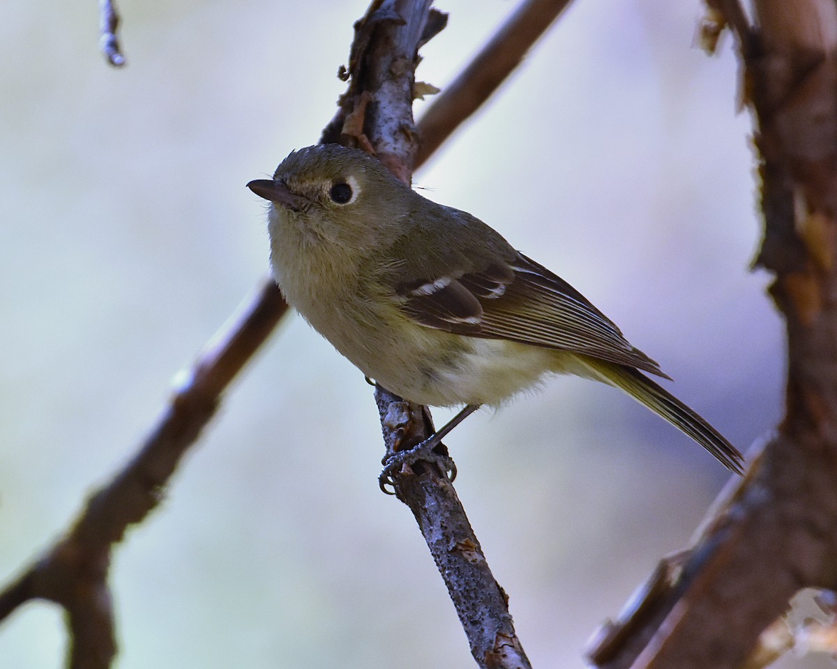 Hutton's Vireo - ML622580920
