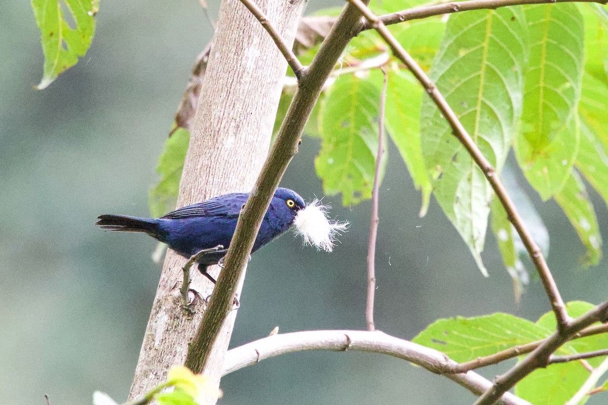 Deep-blue Flowerpiercer - Don Lima