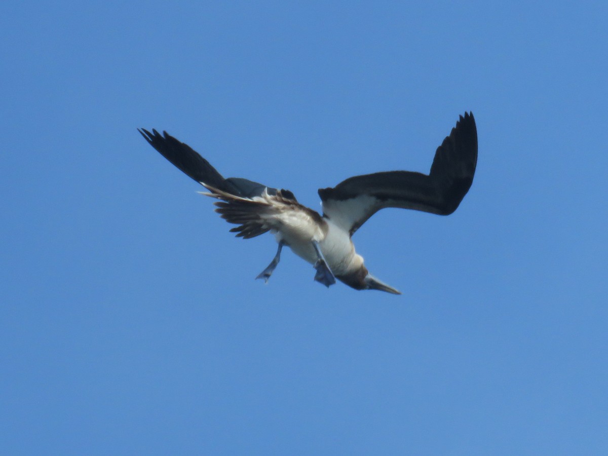 Blue-footed Booby - ML622580943