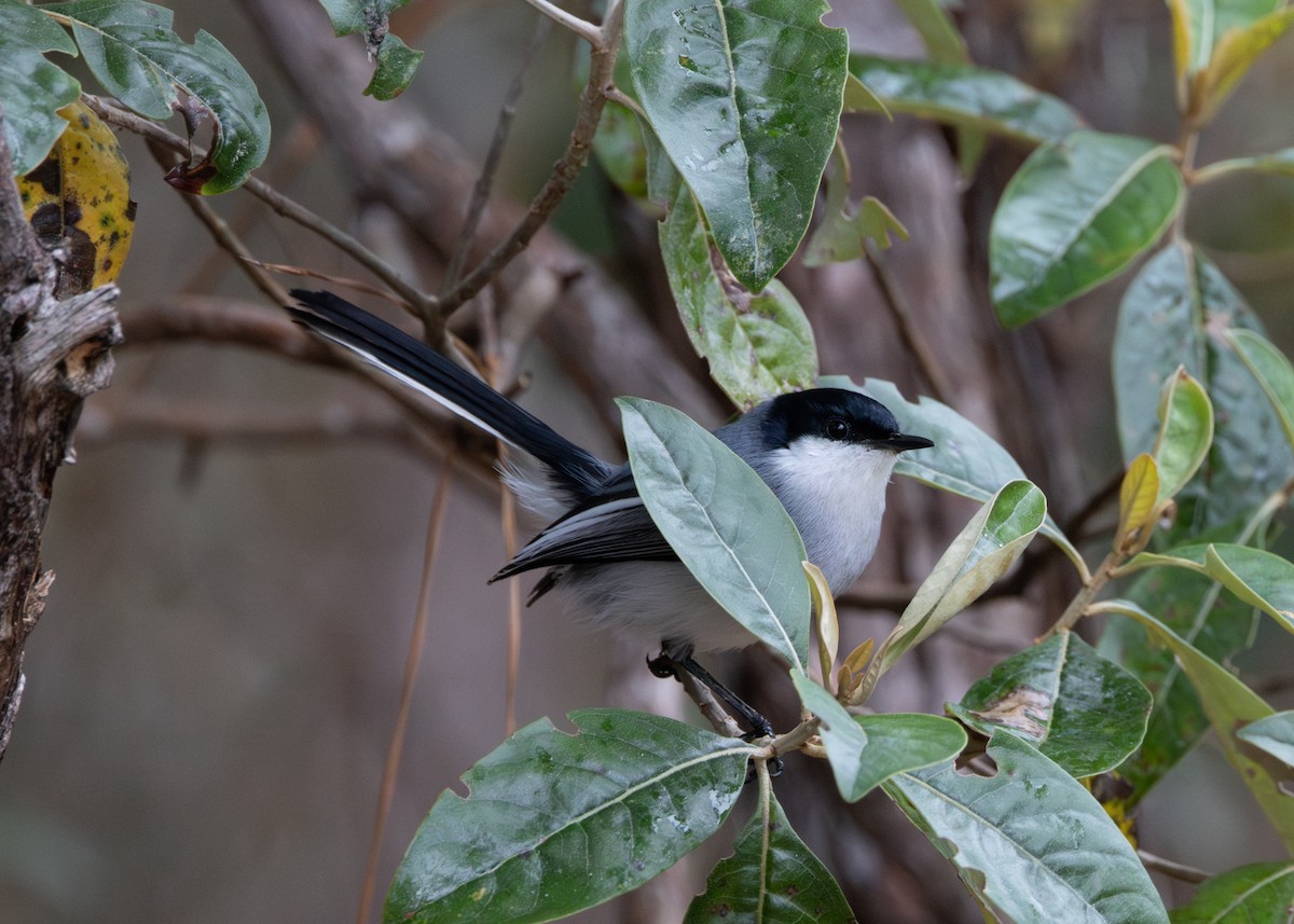 Tropical Gnatcatcher (atricapilla) - ML622580968