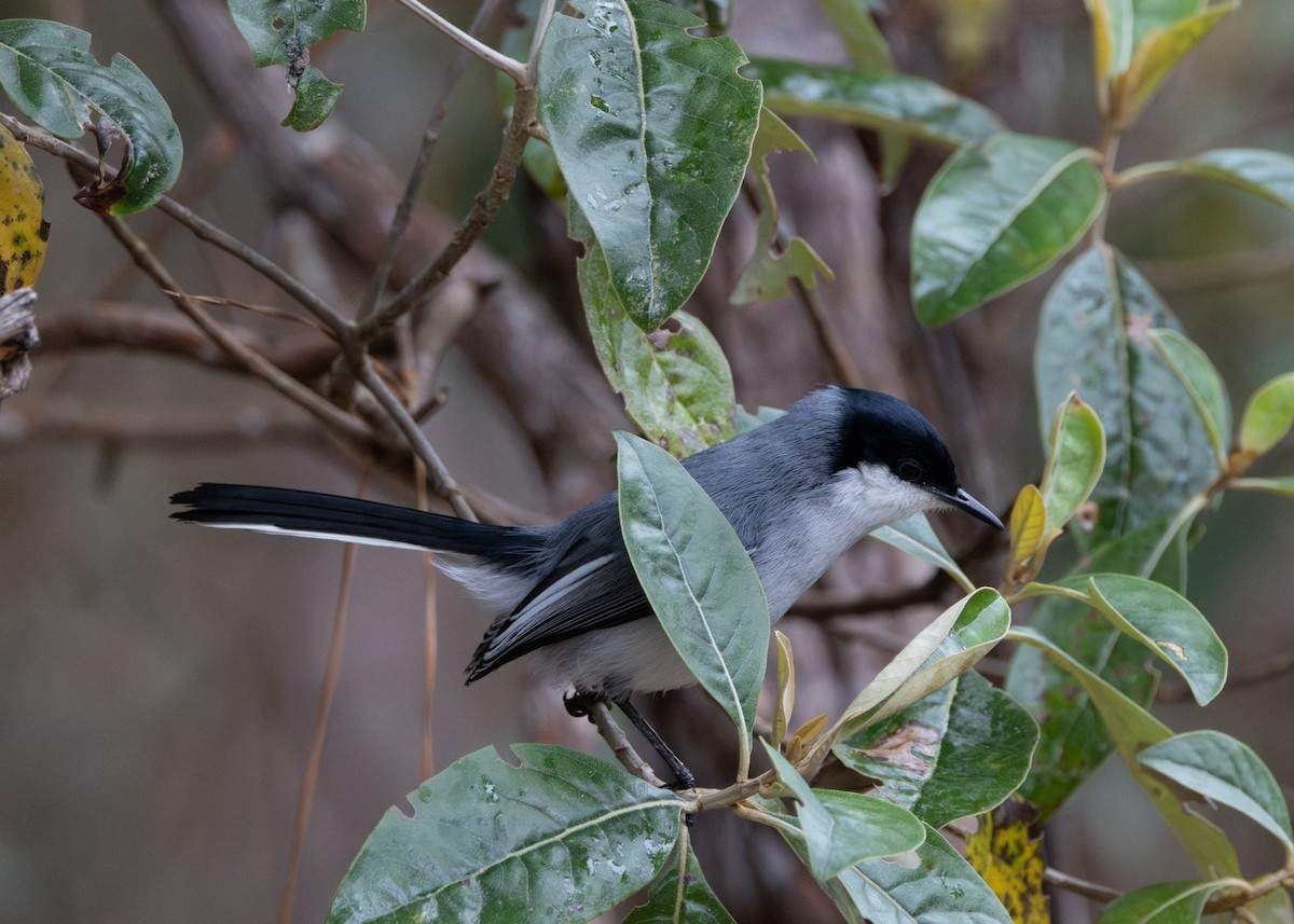 Tropical Gnatcatcher (atricapilla) - Silvia Faustino Linhares