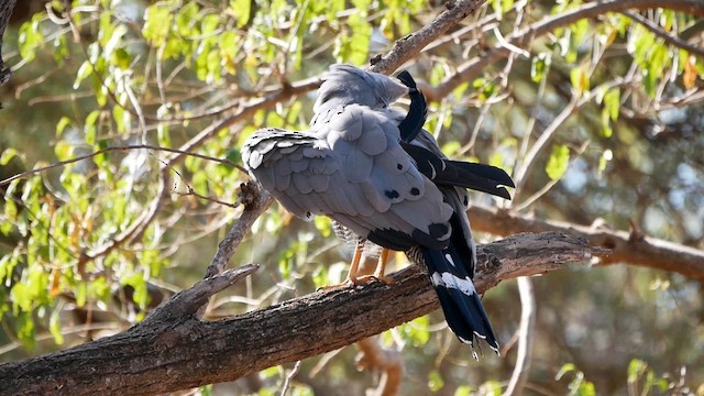 African Harrier-Hawk - ML622580989