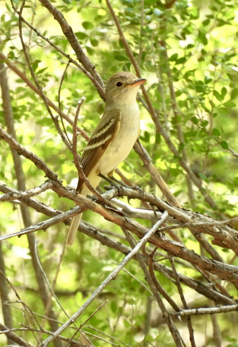 Willow Flycatcher - ML622580993