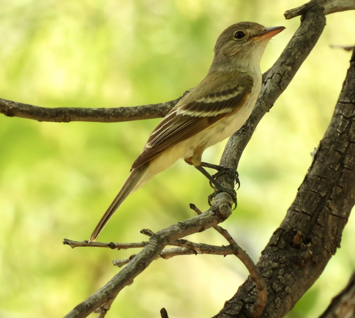 Willow Flycatcher - ML622580994