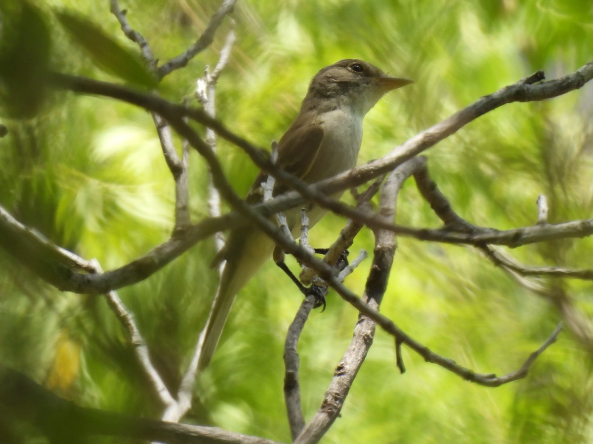 Willow Flycatcher - ML622580995