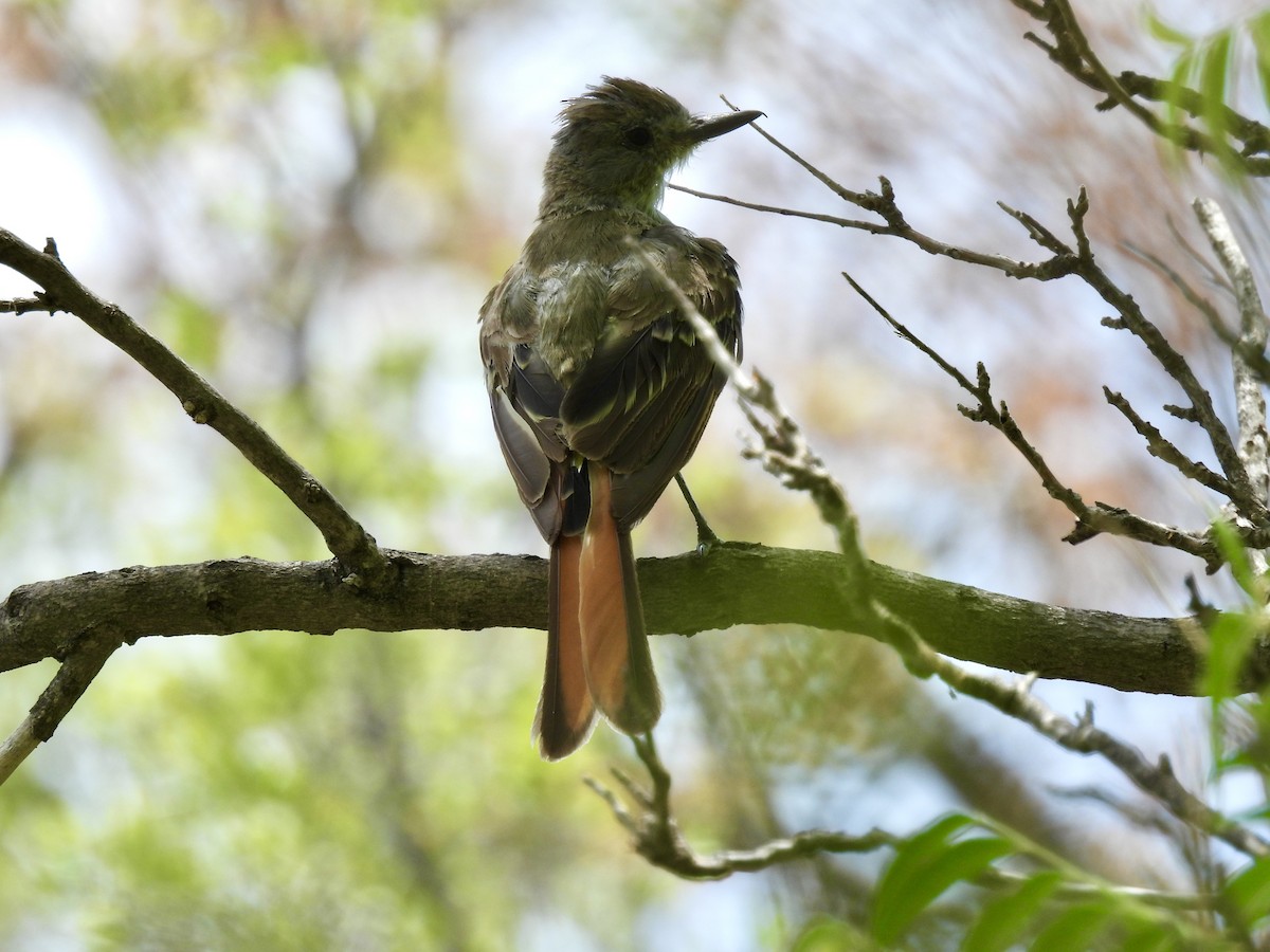 Ash-throated Flycatcher - ML622581009